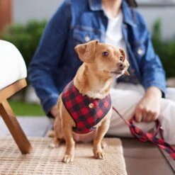 Frisco Fashion Over-The-Head Harness, Blue Plaid 11 Frisco Fashion Over-The-Head Harness, Blue Plaid -Chewy 287472 PT8. AC SS1800 V1632316407