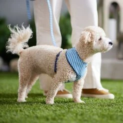 Frisco Fashion Over-The-Head Harness, Striped -Chewy 287479 PT8. AC SS1800 V1632315513