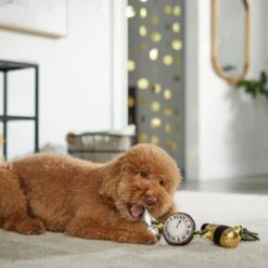 Frisco New Year's Eve Midnight Countdown Plush With Rope Squeaky Dog Toy 7 Frisco New Year's Eve Midnight Countdown Plush With Rope Squeaky Dog Toy -Chewy 288478 PT3. AC SS1800 V1638289625