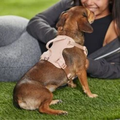 Frisco Comfort Padded Dog Harness 11 Frisco Comfort Padded Dog Harness -Chewy 291539 PT8. AC SS1800 V1650490890