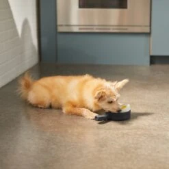 Frisco Brunch Breakfast Skillet Latex Squeaky Dog Toy, 2 Count -Chewy 297264 PT2. AC SS1800 V1642088320