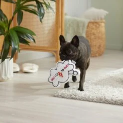 Frisco Brunch Word Bubble Plush Squeaky Dog Toy -Chewy 297286 PT3. AC SS1800 V1642087915