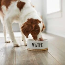Frisco Ceramic Water Dog & Cat Bowl With Wood Base & Frisco Ceramic Food Dog & Cat Bowl With Wood Base -Chewy 302424 PT3. AC SS1800 V1623073961