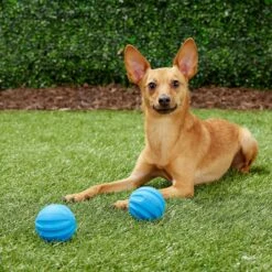 Frisco Neoprene Dog Life Jacket & Frisco Foam Rubber Floating Fetch Ball No Squeak Dog Toy 17 Frisco Neoprene Dog Life Jacket & Frisco Foam Rubber Floating Fetch Ball No Squeak Dog Toy -Chewy 303480 PT7. AC SS1800 V1623064950