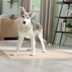 Frisco Giant Eco-Conscious Dog Training & Potty Pads 17 Frisco Giant Eco-Conscious Dog Training & Potty Pads -Chewy 309794 PT6. AC SS1800 V1674666971