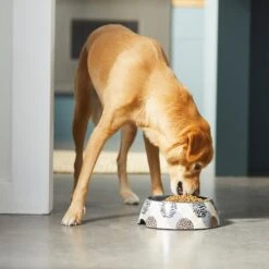 Frisco Animal Design Stainless Steel Dog & Cat Bowl 12 Frisco Animal Design Stainless Steel Dog & Cat Bowl -Chewy 311960 PT2. AC SS1800 V1642542990