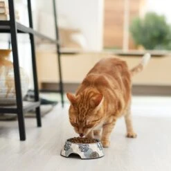 Frisco Animal Design Stainless Steel Dog & Cat Bowl 13 Frisco Animal Design Stainless Steel Dog & Cat Bowl -Chewy 311960 PT3. AC SS1800 V1642542415