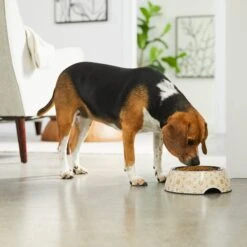 Frisco Circle Design Stainless Steel Dog & Cat Bowl -Chewy 311969 PT2. AC SS1800 V1642542858