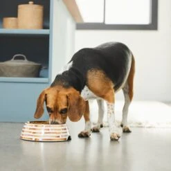 Frisco Copper Print Design Stainless Steel Dog & Cat Bowl 12 Frisco Copper Print Design Stainless Steel Dog & Cat Bowl -Chewy 311975 PT2. AC SS1800 V1642542895