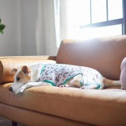 Frisco Rainbow Dog & Cat PJs 11 Frisco Rainbow Dog & Cat PJs -Chewy 312283 PT8. AC SS1800 V1644879887