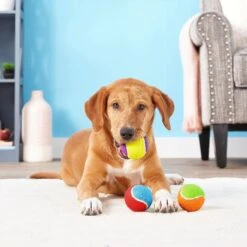 Frisco Fetch Squeaking Colorful Tennis Ball Dog Toy & Playology Scented Dual Layer Bone Dog Toy -Chewy 319022 PT3. AC SS1800 V1630552585