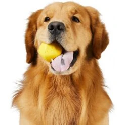 Frisco Fetch Squeaking Colorful Tennis Ball Dog Toy & Project Hive Pet Company Ball Dog Toy 16 Frisco Fetch Squeaking Colorful Tennis Ball Dog Toy & Project Hive Pet Company Ball Dog Toy -Chewy 319024 PT5. AC SS1800 V1630560973