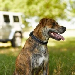 Frisco Outdoor Premium Ripstop Nylon Dog Harness With Pocket & Frisco Outdoor Nylon Reflective Comfort Padded Dog Collar 19 Frisco Outdoor Premium Ripstop Nylon Dog Harness With Pocket & Frisco Outdoor Nylon Reflective Comfort Padded Dog Collar -Chewy 319304 PT8. AC SS1800 V1631147478