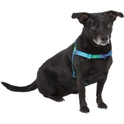 Frisco Green Ombre Style Dog Harness 9 Frisco Green Ombre Style Dog Harness -Chewy 324531 PT2. AC SS1800 V1642519055