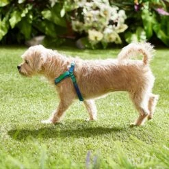 Frisco Green Ombre Style Dog Harness 11 Frisco Green Ombre Style Dog Harness -Chewy 324531 PT4. AC SS1800 V1642519509