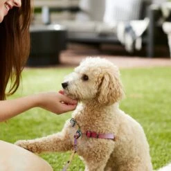 Frisco Pink Ombre Style Dog Harness -Chewy 324537 PT4. AC SS1800 V1642518514