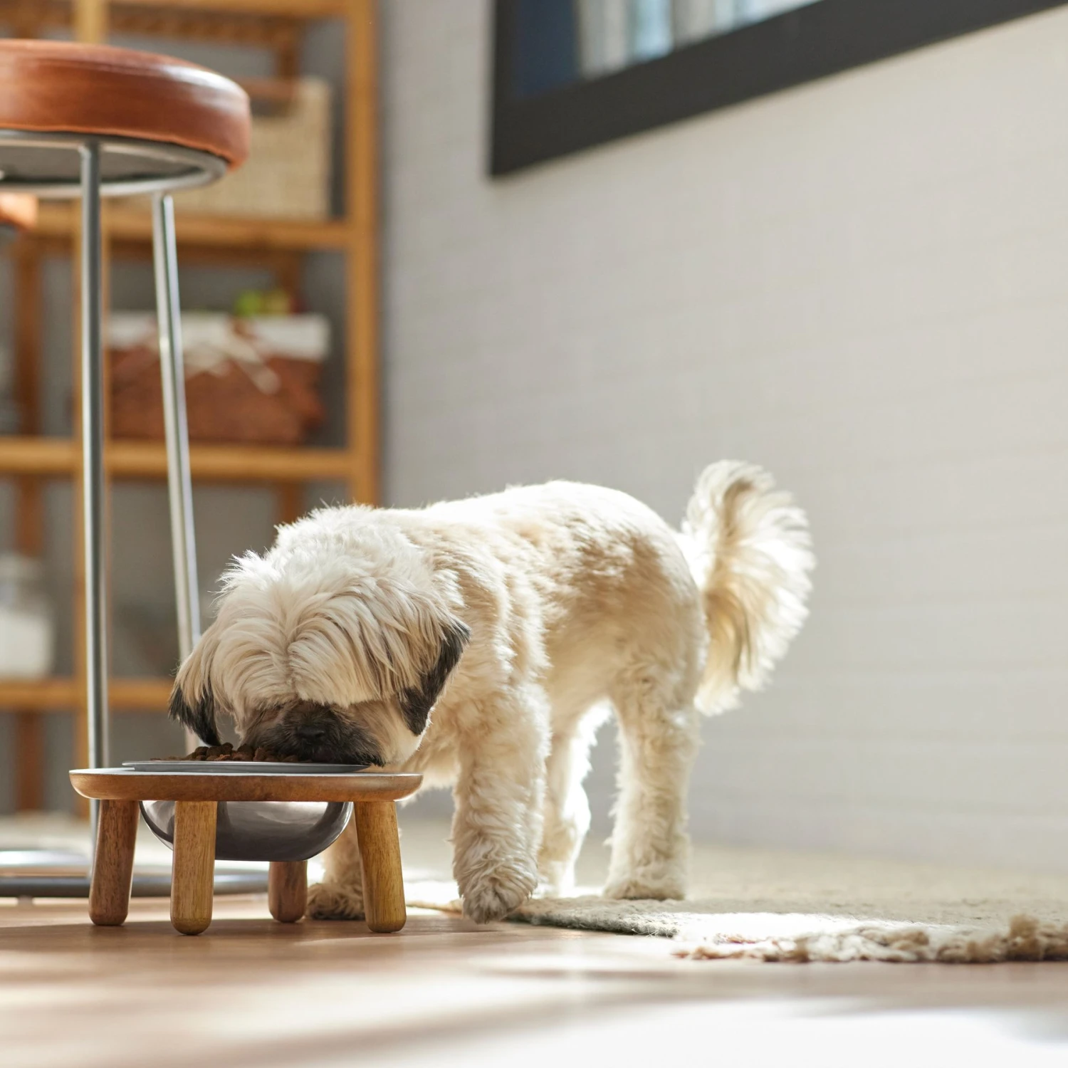 Frisco Premium Round Shape Elevated Single Dog & Cat Bowl 5 Frisco Premium Round Shape Elevated Single Dog & Cat Bowl - Image 3