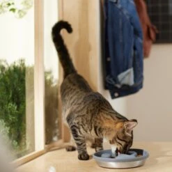 Frisco Silicone Stainless Paw Steel Slow Feeder Dog & Cat Bowl 12 Frisco Silicone Stainless Paw Steel Slow Feeder Dog & Cat Bowl -Chewy 331528 PT3. AC SS1800 V1657656874