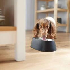 Frisco Long Eared Breed Stainless Steel Dog Bowl, Black, 2 Cup -Chewy 331530 PT2. AC SS1800 V1657656874