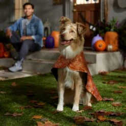 Frisco Spider Webbed Dog & Cat Costume Cape 12 Frisco Spider Webbed Dog & Cat Costume Cape -Chewy 334972 PT6. AC SS1800 V1657729812