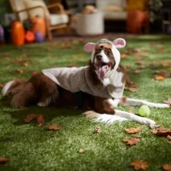 Frisco Hedgehog Dog & Cat Costume 14 Frisco Hedgehog Dog & Cat Costume -Chewy 334990 PT7. AC SS1800 V1657732628