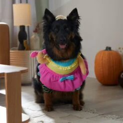 Frisco Front Walking Workout Girl Dog & Cat Costume 16 Frisco Front Walking Workout Girl Dog & Cat Costume -Chewy 335111 PT7. AC SS1800 V1657656881