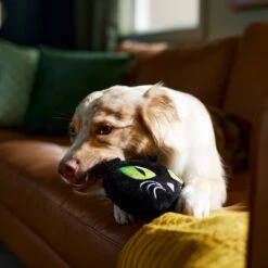 Frisco Halloween Black Cat Round Plush Squeaky Dog Toy 9 Frisco Halloween Black Cat Round Plush Squeaky Dog Toy -Chewy 344039 PT3. AC SS1800 V1657657031