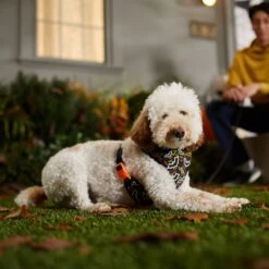 Frisco Halloween Over-The-Head Reflective Bat Wing Vest Harness 14 Frisco Halloween Over-The-Head Reflective Bat Wing Vest Harness -Chewy 347515 PT7. AC SS1800 V1657657091