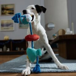 Frisco Hanukkah Celebration Plush With Rope Squeaky Dog Toy 9 Frisco Hanukkah Celebration Plush With Rope Squeaky Dog Toy -Chewy 360986 PT3. AC SS1800 V1661874063