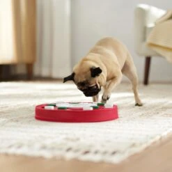 Frisco Bento Interactive Puzzle Dog Toy, Moderate -Chewy 506226 PT5. AC SS1800 V1674664929