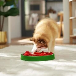 Frisco Watermelon Interactive Puzzle Dog Toy, Advanced 14 Frisco Watermelon Interactive Puzzle Dog Toy, Advanced -Chewy 506322 PT5. AC SS1800 V1674667034