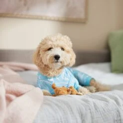 Frisco Blue Ocean Waves Dog & Cat Jersey PJs 12 Frisco Blue Ocean Waves Dog & Cat Jersey PJs -Chewy 556142 PT5. AC SS1800 V1674828705