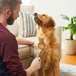 TropiClean Lime & Cocoa Butter Deshedding Dog Conditioner & Frisco Shedding Blade Dog Brush, One Size 18 TropiClean Lime & Cocoa Butter Deshedding Dog Conditioner & Frisco Shedding Blade Dog Brush, One Size -Chewy 575070 PT8. AC SS1800 V1657660395