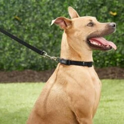 Frisco Solid Nylon Dog Leash + 4 Items -Chewy 623766 PT4. AC SS1800 V1662743050