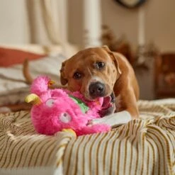 Frisco Halloween Zany Monster Muscle Plush Squeaky Dog Toy -Chewy 668166 PT3. AC SS1800 V1689271301