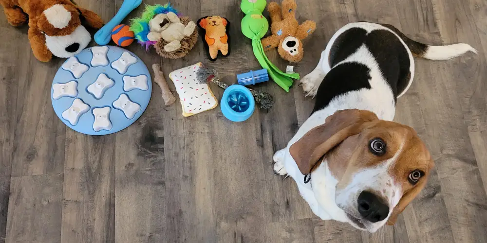 Chewy -Chewy 67b76dfc6630eb10385d1efe