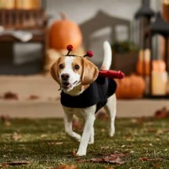 Frisco Glittered Ladybug Dog & Cat Costume 18 Frisco Glittered Ladybug Dog & Cat Costume -Chewy 708254 PT7. AC SS1800 V1689354959