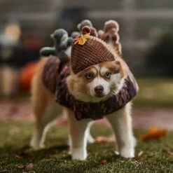 Frisco Squirrels & Nuts Ride-On Dog & Cat Costume 12 Frisco Squirrels & Nuts Ride-On Dog & Cat Costume -Chewy 709422 PT7. AC SS1800 V1689270909