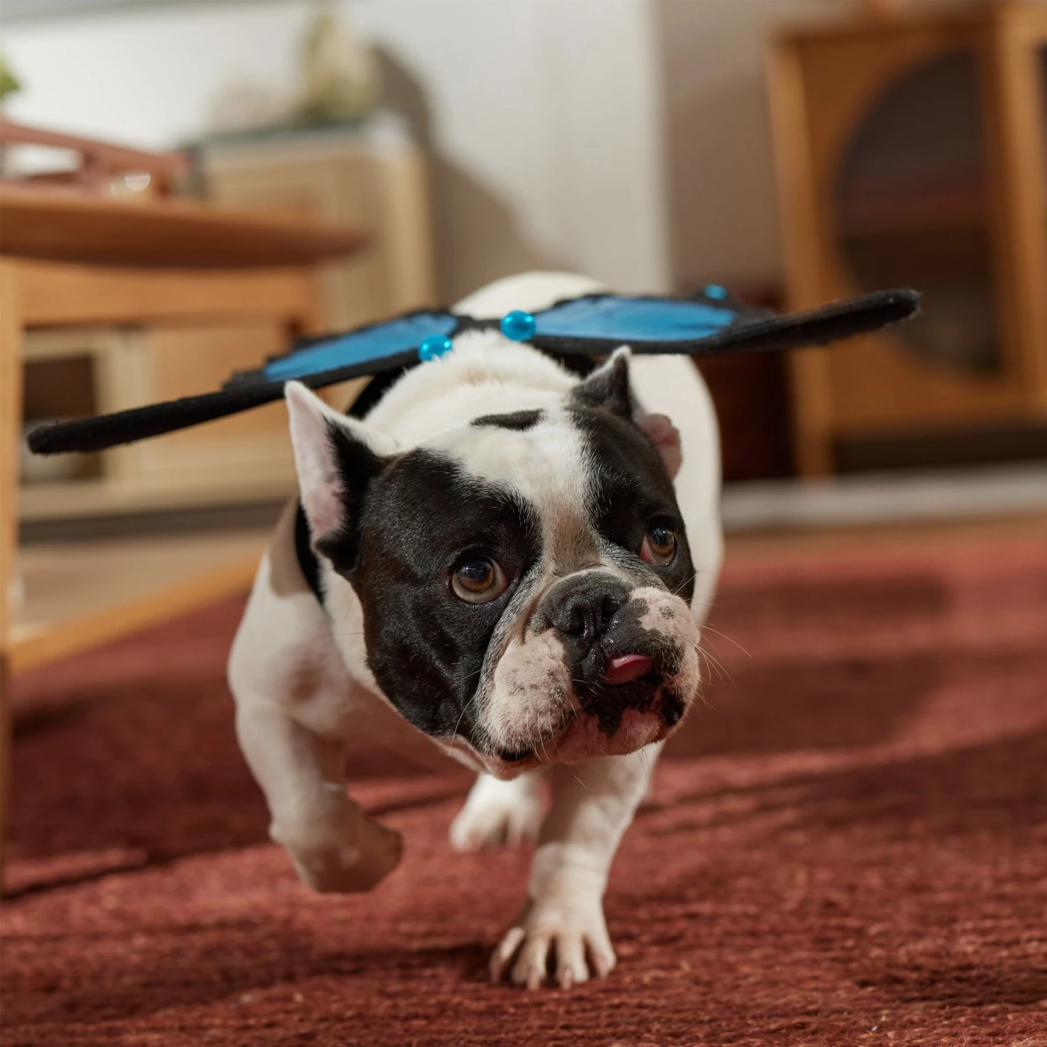 Frisco Magical Butterfly Wings Dog & Cat Costume Accessory 7 Frisco Magical Butterfly Wings Dog & Cat Costume Accessory - Image 6