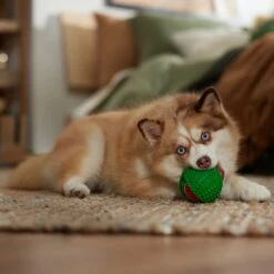 Frisco Holiday Fetch Squeaky Tennis Ball With Rubber Sleeve Dog Toy 9 Frisco Holiday Fetch Squeaky Tennis Ball With Rubber Sleeve Dog Toy -Chewy 739686 PT3. AC SS1800 V1694812401