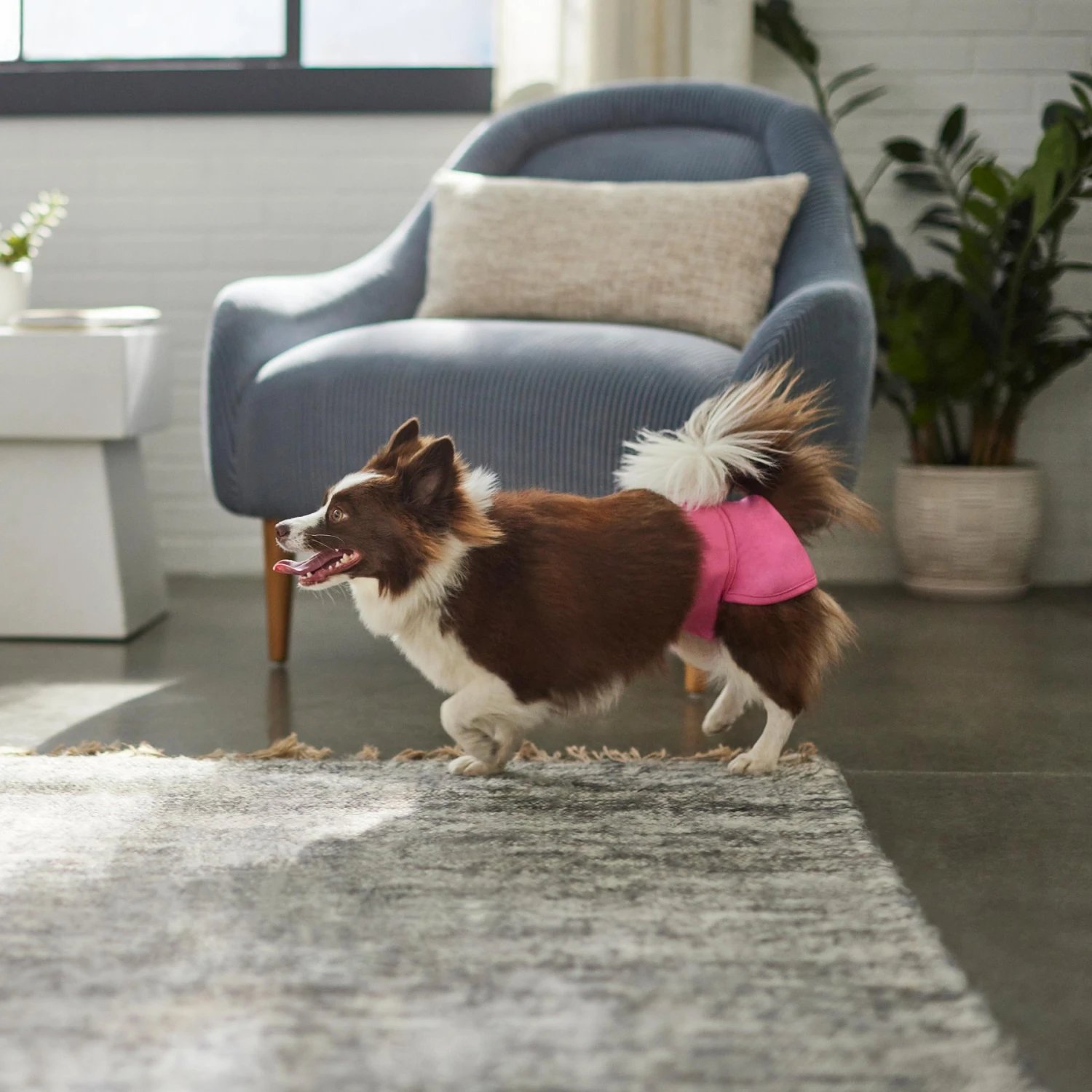 Skout's Honor Laundry Booster Stain & Odor Removal Additive, 32-oz Bottle & Frisco Washable Female Diaper 11 Skout's Honor Laundry Booster Stain & Odor Removal Additive, 32-oz Bottle & Frisco Washable Female Diaper - Image 9