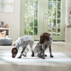 Frisco Mega Non-Skid Ultra Premium Dog Training & Potty Pads -Chewy 793822 PT6. AC SS1800 V1683033862