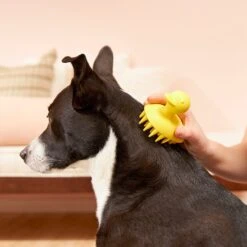 Buddy Wash Relaxing Green Tea & Bergamot Dog Shampoo & Conditioner & Frisco Rubber Duckie Dog & Cat Curry Brush -Chewy 826422 PT7. AC SS1800 V1681332439