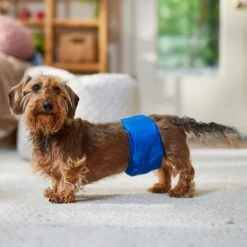 Frisco Washable Dog Diaper Male Wraps 11 Frisco Washable Dog Diaper Male Wraps -Chewy 862854 PT3. AC SS1800 V1698950172