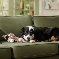 Frisco Monkey Plush With Rope Squeaky Dog Toy & Frisco Cow Plush With Inside Rope Squeaky Dog Toy 15 Frisco Monkey Plush With Rope Squeaky Dog Toy & Frisco Cow Plush With Inside Rope Squeaky Dog Toy -Chewy 961998 PT4. AC SS1800 V1694784009