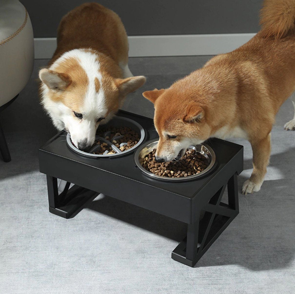 Chewy -Chewy img 5620 abb736cdf4364730b02db94d786860ef master